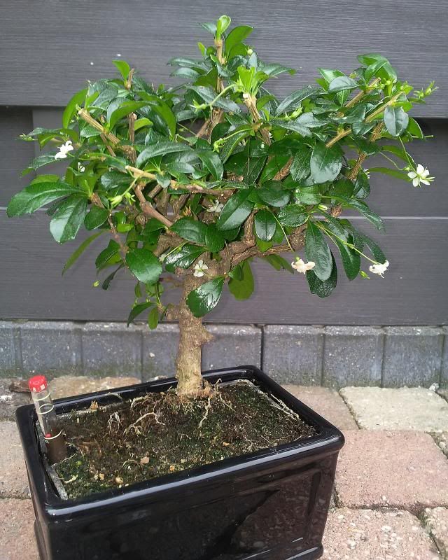 HELP!!!! Bonsai forum Bonsai Empire